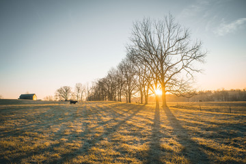 cow in field
