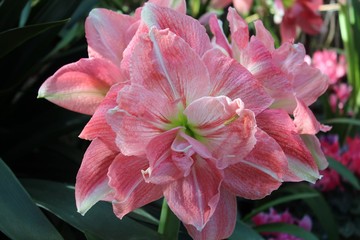 LARGE PINK AMARYLLIS BLOOMS