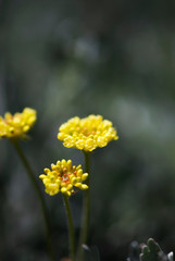 Sulfer Flower
