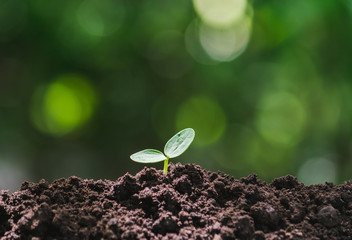 Small trees are growing on the ground incomplete in soft green nature background.