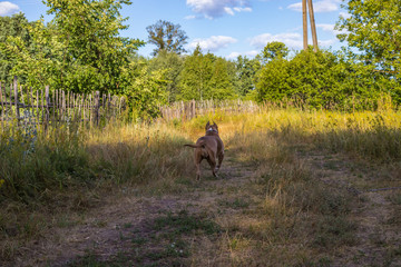 Staffordshire Terrier dogs are trained and walk