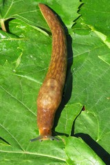 Slug on green leaves in the garden, closeup 