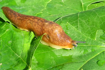 Orange slug on green leaves background, closeup