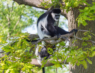 young Mantled guereza monkey also named Colobus guereza sitting on tree branch, natural sunlight, copy space