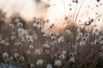 Obraz premium Background with weeds and magic of light at twilight in the autumn. Sunset.
