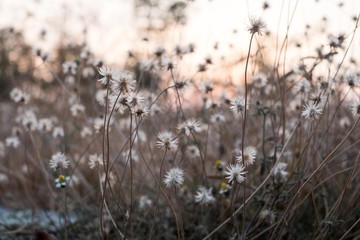 Background with weeds and magic of light at twilight in the autumn. Sunset.