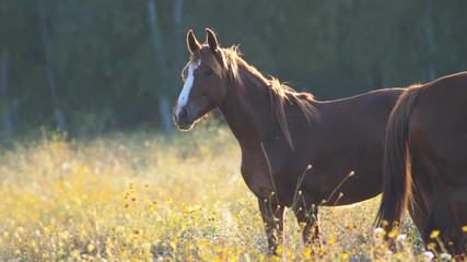 SLOW MOTION Close-up young adult horse with intense look at golden hour - Powered by Adobe