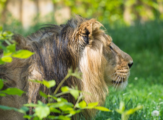 close up portrait in profile of head an Asiatic lion, Panthera leo persica, walking in the grass...
