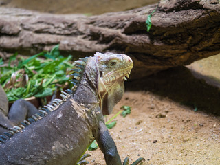 Close up portrait of a lesser Antillean iguana. Igauana delicatissima is a large arboreal lizard endemic to the Lesser Antilles, critically endangered large arboreal lizard. Selective focus on eye.