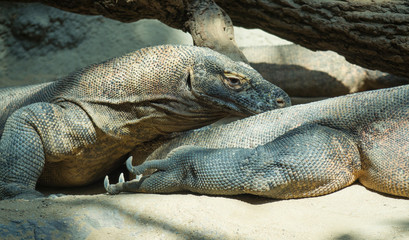 Close up portrait of Komodo Dragon lying anf resting. Varanus komodoensis also known as the Komodo monitor, is a large species of lizard found in the Indonesian islands of Komodo, selective focus