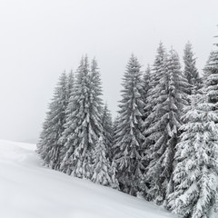 schneebedeckte Bäume in den Alpen