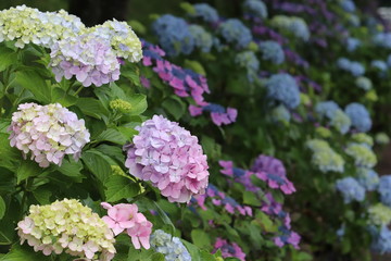 紫陽花の咲く頃