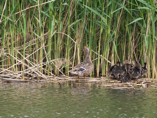 Wild Female Mallard duck with youngs ducklings. Anas platyrhynchos leaving the water hiding in reeds. Beauty in nature. Spring time. Birds swimming on lake. Young ones.