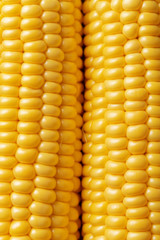 Corn detail viewed from above. Top view. Full frame