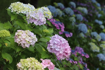 紫陽花の咲く頃