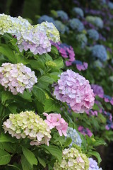 紫陽花の咲く頃