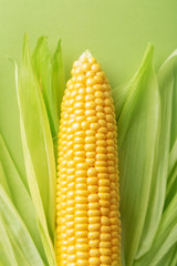 Corn on a green background viewed from above. Top view