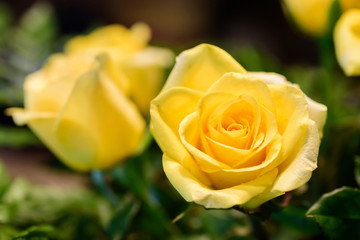 Close up of beautiful yellow rose flower