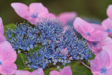 紫陽花の咲く頃