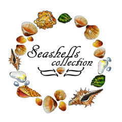  seashells sea watercolor tropics summer