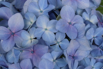 紫陽花の咲く頃
