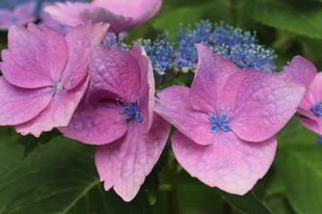 紫陽花の咲く頃