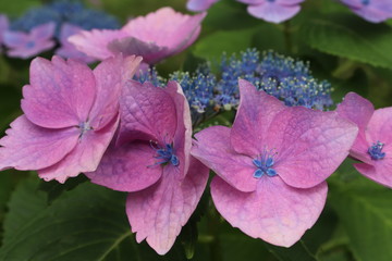 紫陽花の咲く頃