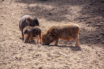 Three cute little pigs stand in the middle of the barnyard
