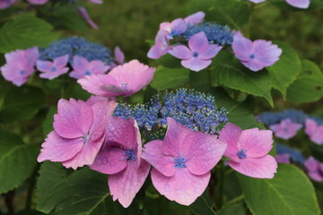 紫陽花の咲く頃