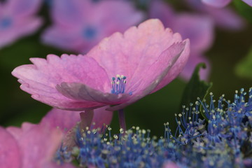 紫陽花の咲く頃