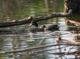 Eurasian coot Fulica atra, also known as the common coot with a newborn chick swimming in the water...