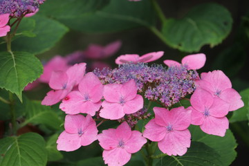 紫陽花の咲く頃