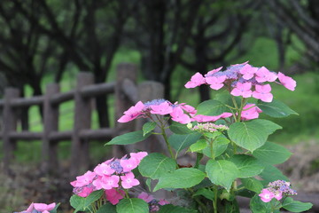 紫陽花の咲く頃