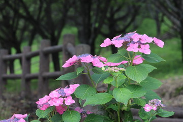 紫陽花の咲く頃