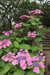 紫陽花の咲く頃