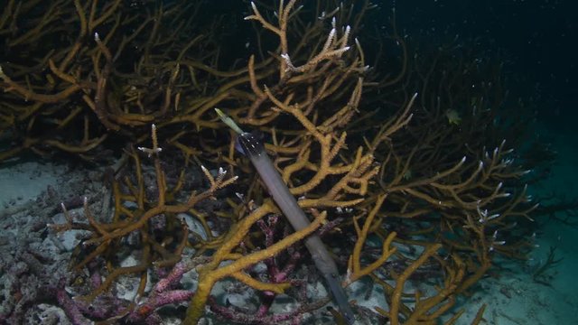 Trumpetfish, Aulostomus chinensis with Robust Staghorn Coral