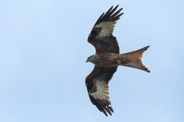 Fototapeta premium milan royal