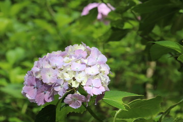 紫陽花の咲く頃