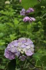 紫陽花の咲く頃