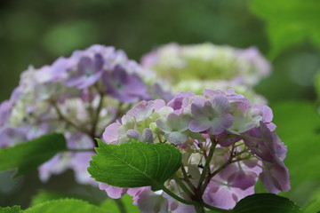 紫陽花の咲く頃