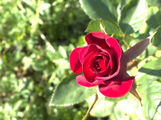 red rose