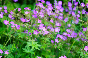 Obraz premium Woodland Geranium