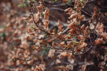 photo of autumn foliage and branches with fading leaves