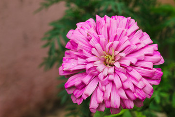 Full View Dalia Flower