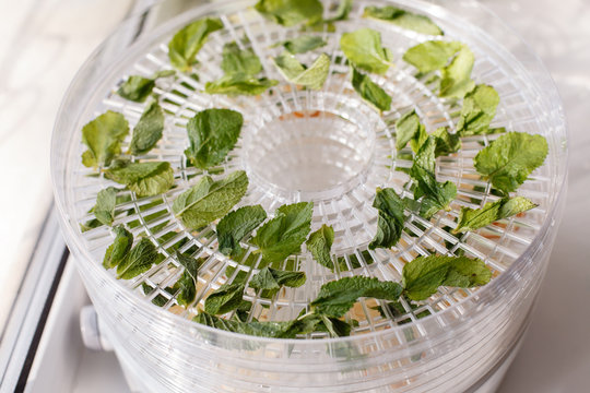 Fresh mint is dried white food dehydrator tray on table. Electric drier, ealthy vegetarian vegan concept, fruit diet. special tool for drying foods and herbs