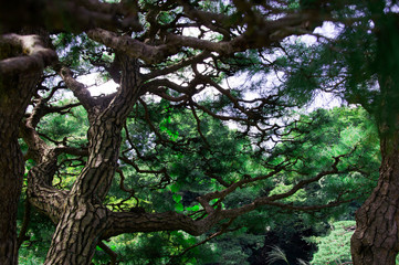 Autumn Tokyo trip, the quiet of the summer, there is a Zen, painting, Japanese Park,