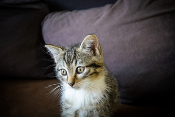 chaton