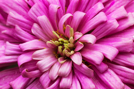 Dalia Flower Macro photography