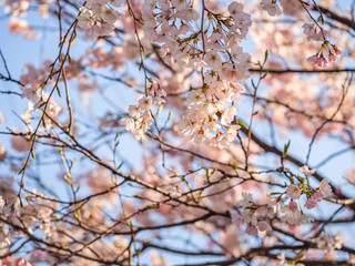 Cherry blossom with blurry blue sky in the park of garden.