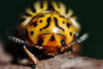 Colorado bug
